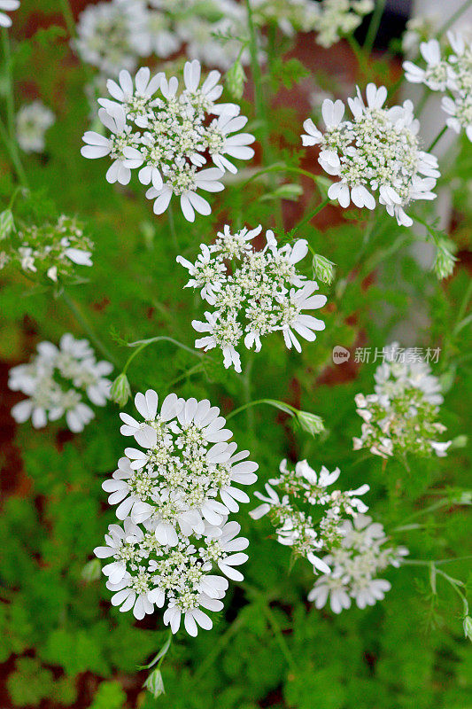 桔梗花/白色蕾丝花:白色蕾丝圆盘状花